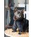 Дубленка Pet Fashion ХS Black (PR243524*****)