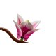 Конструктор LEGO Botanicals Ветки магнолии (11510) Конструктор LEGO Botanicals Ветки магнолии (11510)