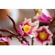 Конструктор LEGO Botanicals Гілки магнолії (11510)