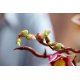 Конструктор LEGO Botanicals Гілки магнолії (11510)