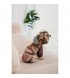 Дождевик для собак Pet Fashion Tina XS (PR243513*****)