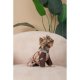 Дождевик для собак Pet Fashion Tina XS (PR243513*****) Дождевик для собак Pet Fashion Tina XS (PR243513*****)