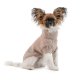 Свитер для собак Pet Fashion Sam L (PR442447*****) Свитер для собак Pet Fashion Sam L (PR442447*****)