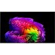 Телевізор LG OLED 77" 4K 120Hz Smart WebOS Black (OLED77G64LW)