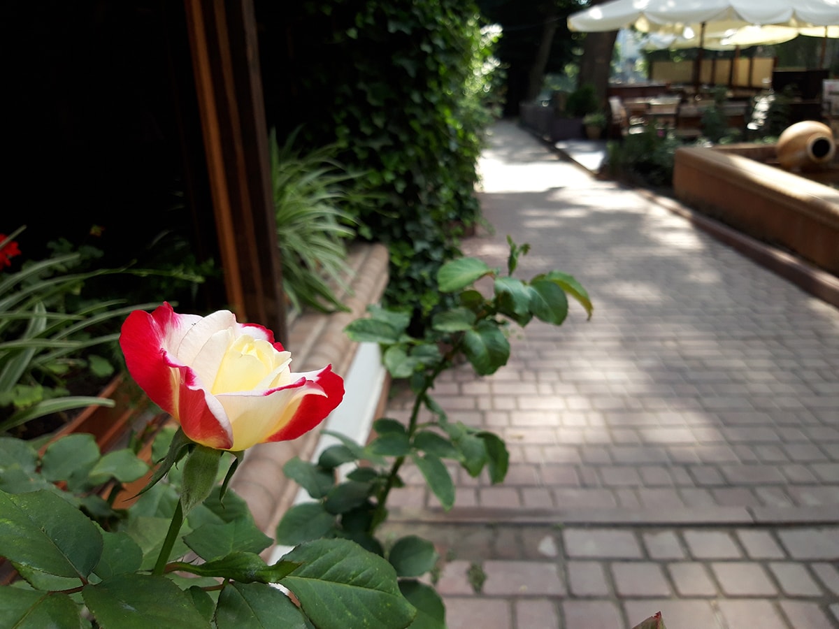 A6. Авто. Цветок