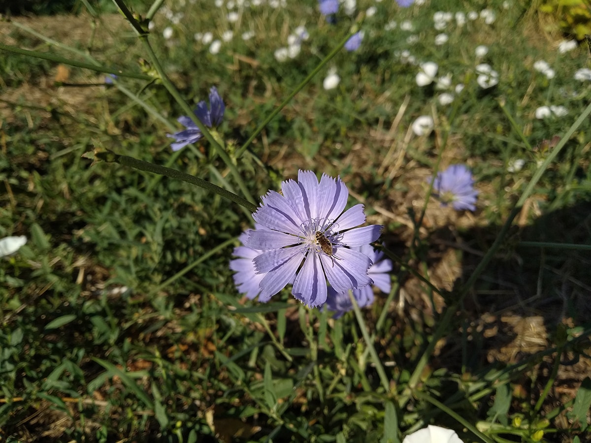 Mi A2 Lite макро