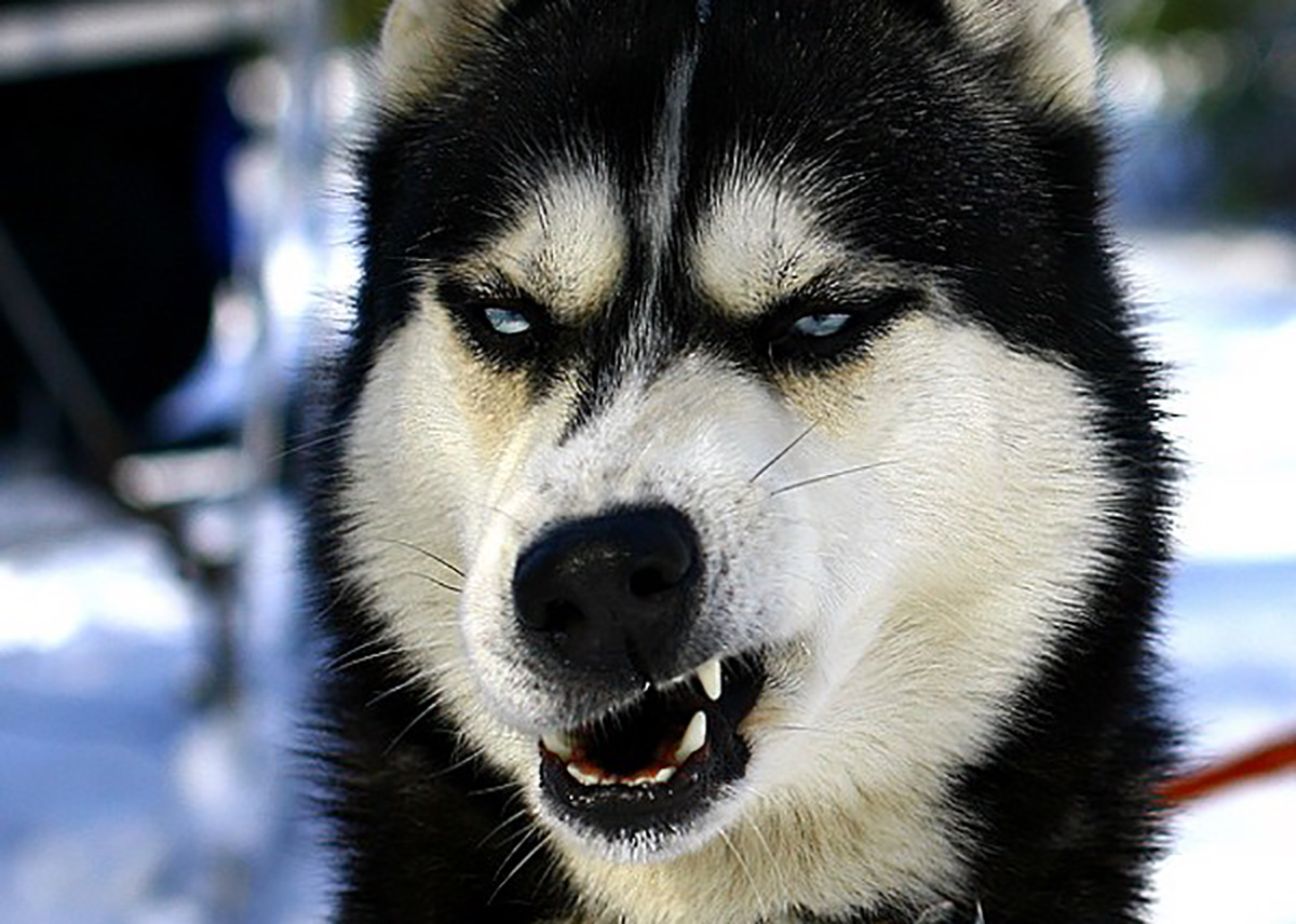 Не хочу, не буду