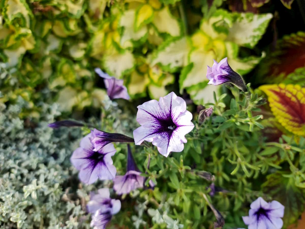 Samsung Galaxy Note 20 Ultra